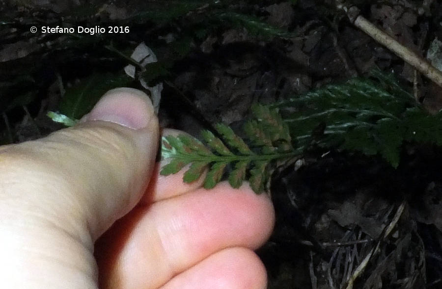 Asplenium adiantum-nigrum